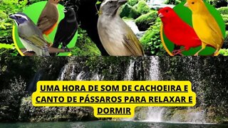 UMA HORA DE SOM DE CACHOEIRA E CANTO DE PÁSSAROS PARA RELAXAR E DORMIR PROFUNDAMENTE