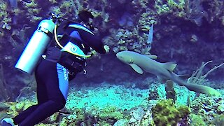 Affectionate nurse shark follows scuba diver like a lost puppy
