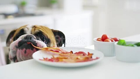 Shot of a dog eating a piece of bacon from a plate on a countertop in the kitchen at home. 2021.