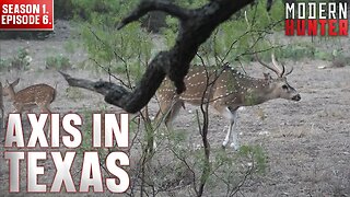 Axis in Texas | Modern Hunter