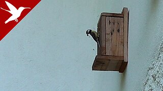 Great Tit Feeding the Family - Parus major