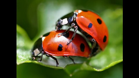 Ladybug Making Love