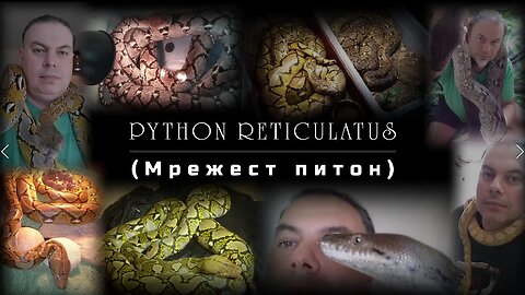 PYTHON RETICULATUS (Българска версия)