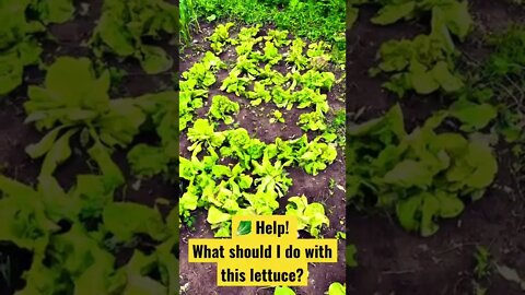 🥬 Oh no!! I have too much lettuce - what should I do? HELP!