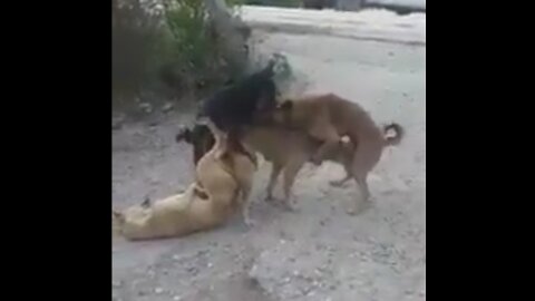 Four dogs meeting full funy