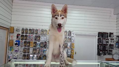 Husky shows off new mustache and tattoos