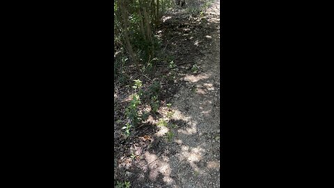 I WENT HERPING IN ROUND ROCK, AUSTIN TX (LOOKING FOR TEXAS ALLIGATOR LIZARD)!