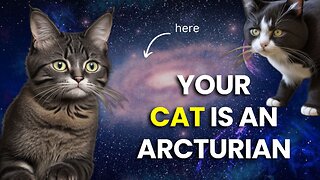 Are Cats Arcturian Emissaries? | Decoding The Mystic Wisdom of Your Feline Companion