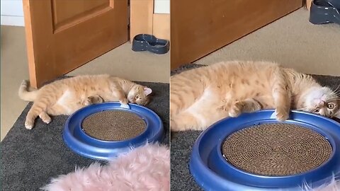 Lazy cat plays ball catching game | Funny Animal 2023