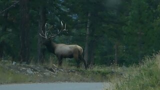 Encounter with wild bull elk on heat. Jasper, Canada