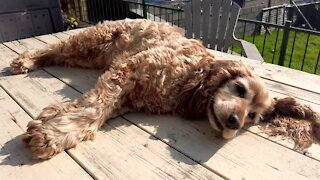 Honey the cocker spaniel sunbathing on the patio table