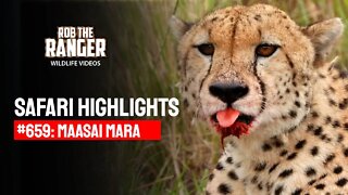 Safari Highlights #659: 23 & 24 January 2022 | Maasai Mara/Zebra Plains | Latest Wildlife Sightings
