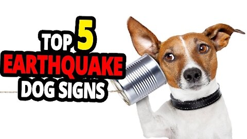 TOP 5 Dog Signs Before an Earthquake - Can Dogs Predict Earthquakes?