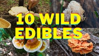 10 Wild Edibles you can Forage this Spring! Chicken of the Woods, Reishi Mushrooms. Bushcraft