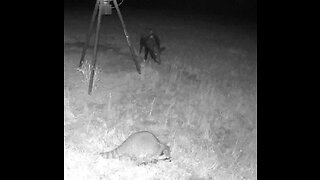 A couple raccoons hanging out with their PIG BUDDY!!! 4/11/23