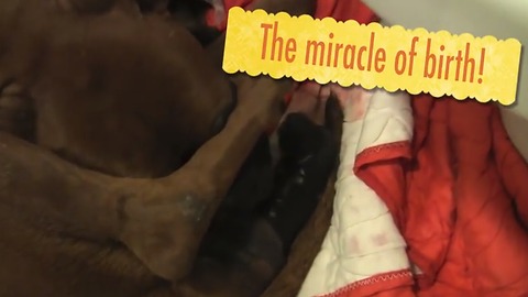 Abandoned Dog Gives Birth Hours After Rescued!