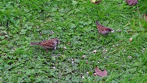 IECV NV #740 - 👀 House Sparrows Eating Bread 11-24-2018