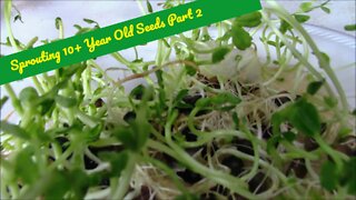 Sprouting Old Seeds Part 2
