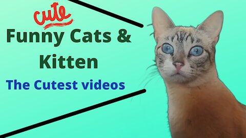 Best Cat Videos of 2021 of Cute and Funny Cats