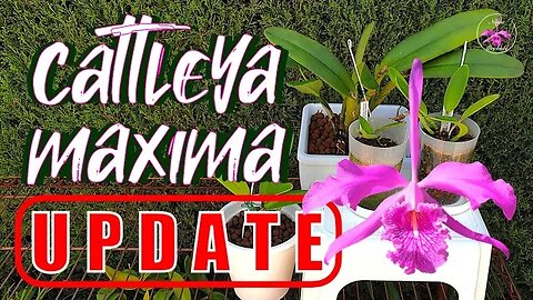 Discover the Beauty of Cattleya Maxima: Root Growth and New Growth Updates! #ninjaorchids