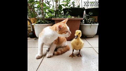 My Cat enjoying with ducklings Sisters🤩