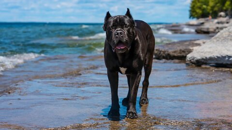 Cane Corso Explores Abandoned Rocky Lake RAW Home Video 🚣