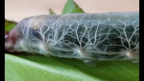 A Transparent Caterpillar