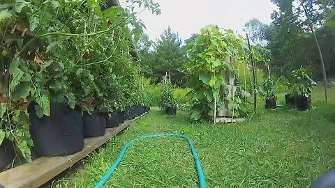 Tomato Jungle.