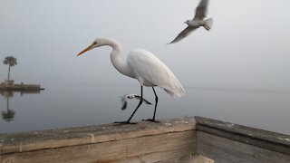 Foggy Tuesday Morning Moment #NatureInYourFace