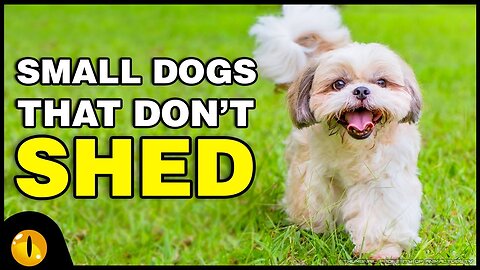 TOP 10 SMALL DOGS THAT DON'T SHED