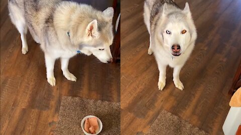 Stubborn Husky refuses to eat food with pill in it