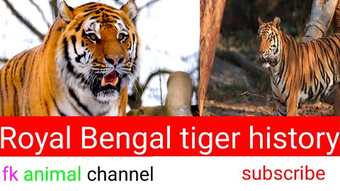 Royal Bengal tiger history