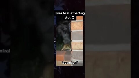 Frog amazing sound will blow your mind