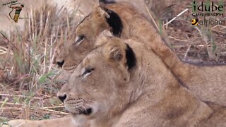 LIONS: Following The Pride 46: After A Fight With The Othawa Pride