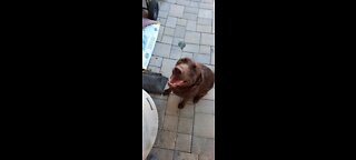 Labrador Chases Laser