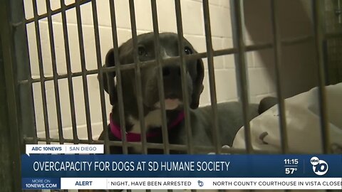 San Diego Humane Society calls for public's help amid capacity situation