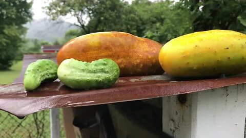 Cucumbers and melons and what is that?