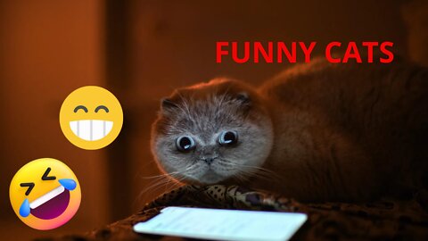 THESE CATS ARE REALLY FUNNY AND ADORABLE (Funny Cats)