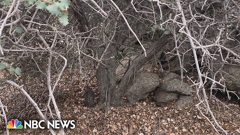 Development threatens California's oldest tree