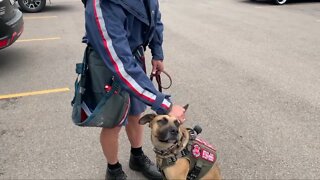 Mailman and service dog team up