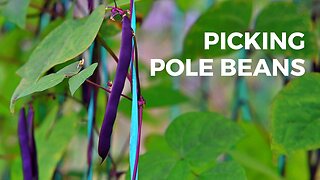 Picking Pole Beans!