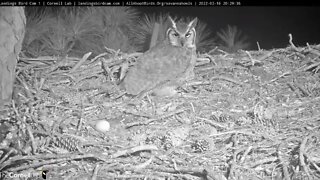 Dad Brings Prey To The Nest-Cam One View 🦉 2/16/22 20:29