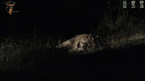 Lion Roaring In Darkness