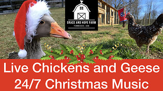 Live Chicken and Geese Cams | 24/7 Streaming Christmas Music