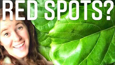 FIDDLE LEAF FIG PLANT 101. SOLUTIONS FOR LEAF DROPPING, RED SPOTS & HOW TO GROW A GIANT FIG FAST!🌱