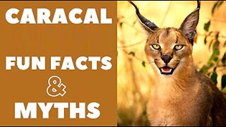 Caracal Cats : Fun Facts & Myths