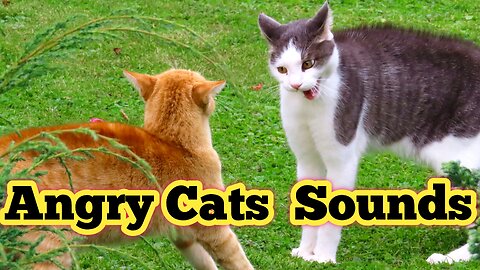 Two stray cats yowling | Cats yowling at Night | cat yowling and hissing | Angry cats