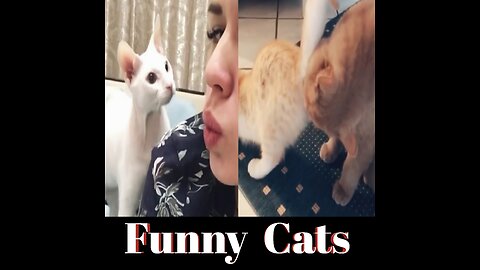 Funny Cats 😂😂