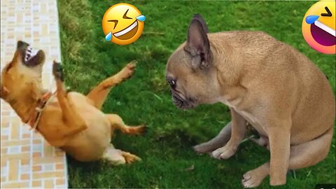 The Animals Funniest 😂 Video part 001 / Funny Animals Video