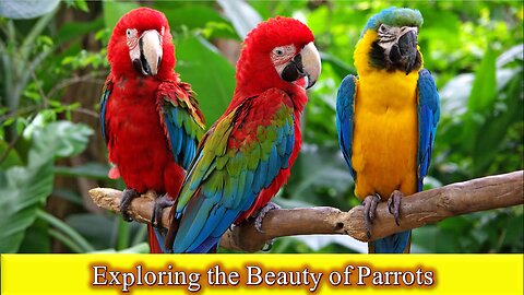 "Vibrant and Majestic: Exploring the Beauty of Australian Parrots in High Definition" Natural Beauty